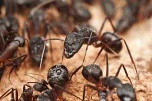 Ant Control