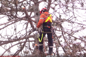 tree trimming